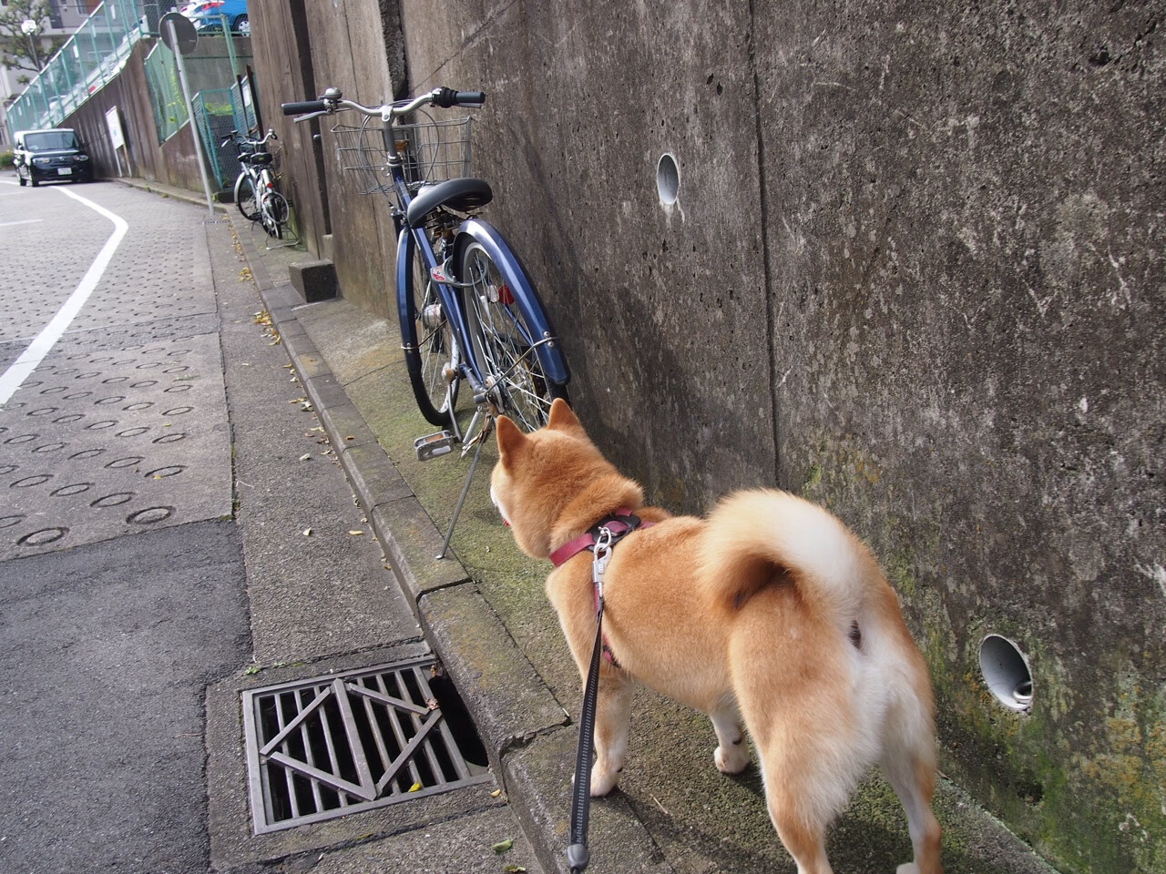 开云体育-双线奇迹夜，马赛闪电战与库尔图瓦的东决封神时刻